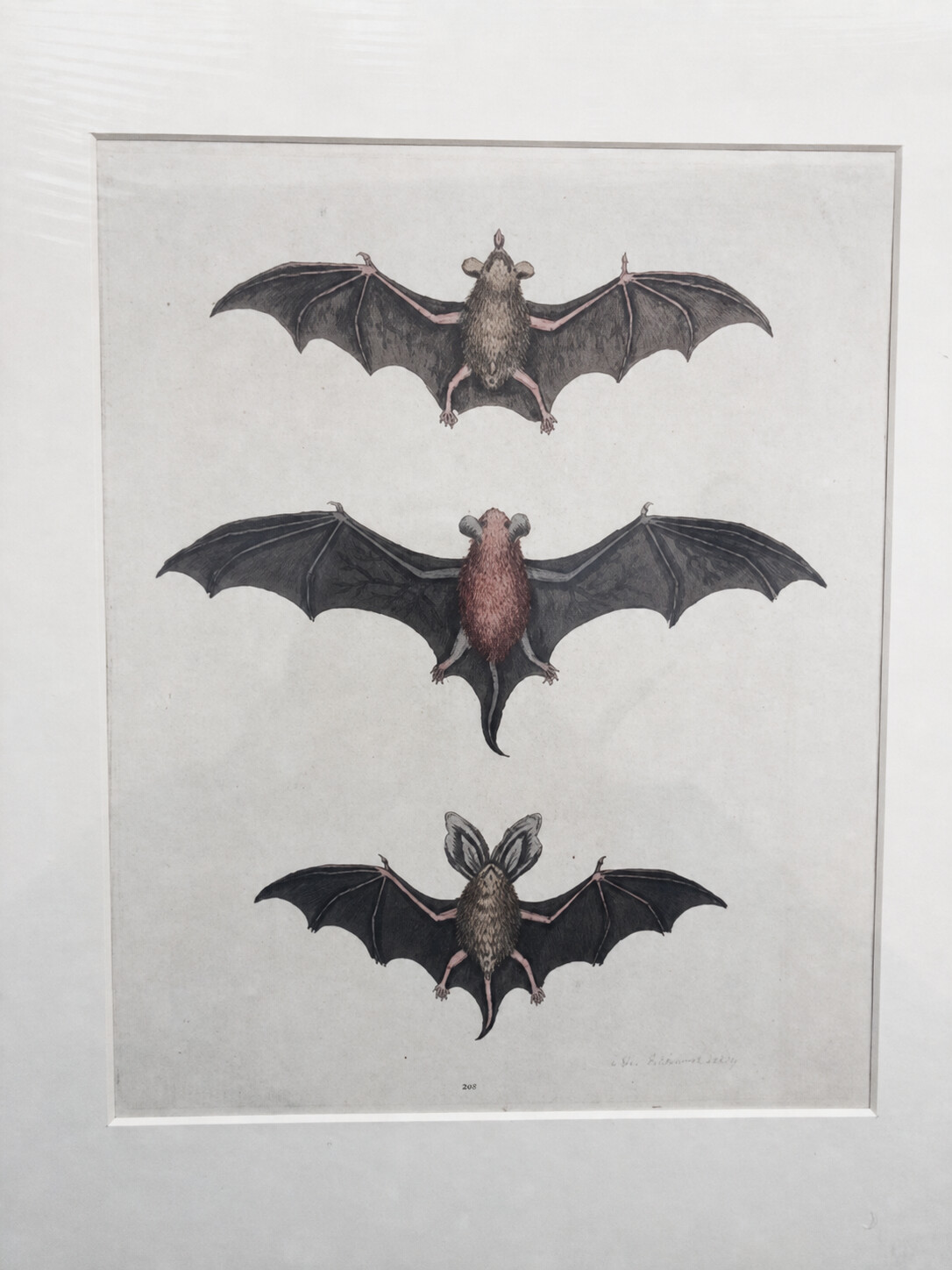 1749 Engraving, George Edwards, 3 bats SOLD