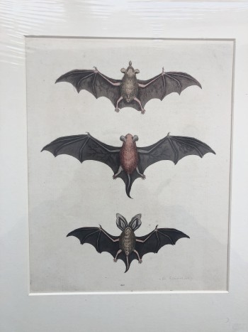 1749 Engraving, George Edwards, 3 bats SOLD - Product Image