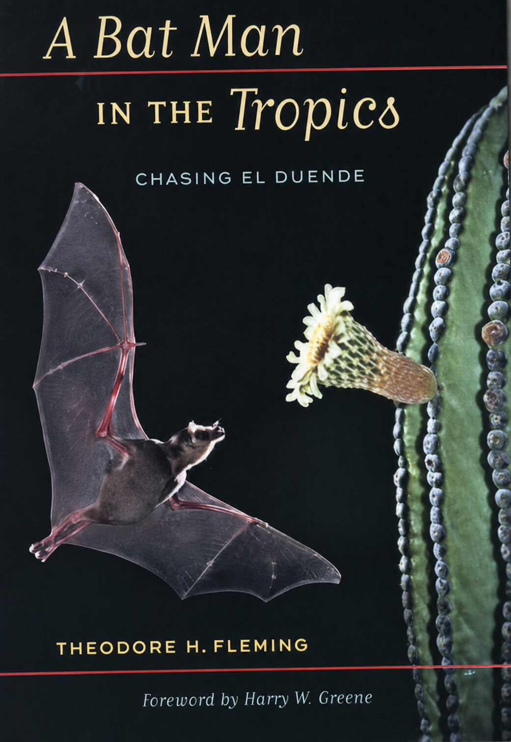 A Bat Man In The Tropics - Chasing El Duende
