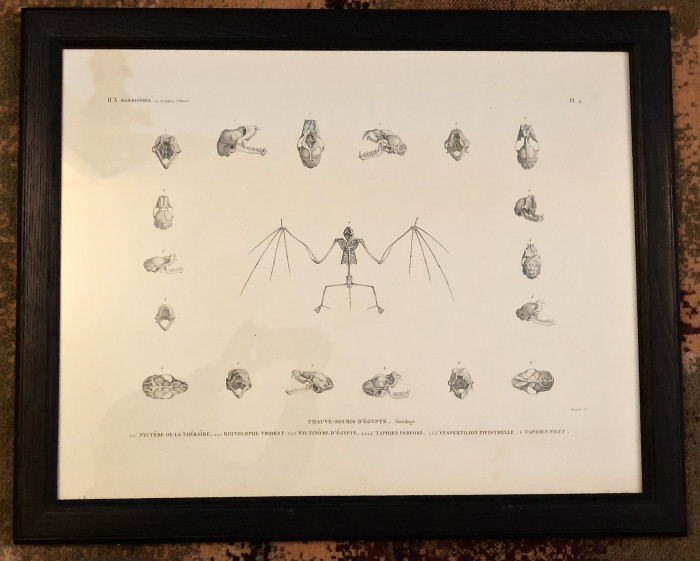 Antique bat prints and natural history art