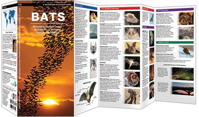 Bats A Folding Pocket Guide to Familiar & Unusual Species Worldwide