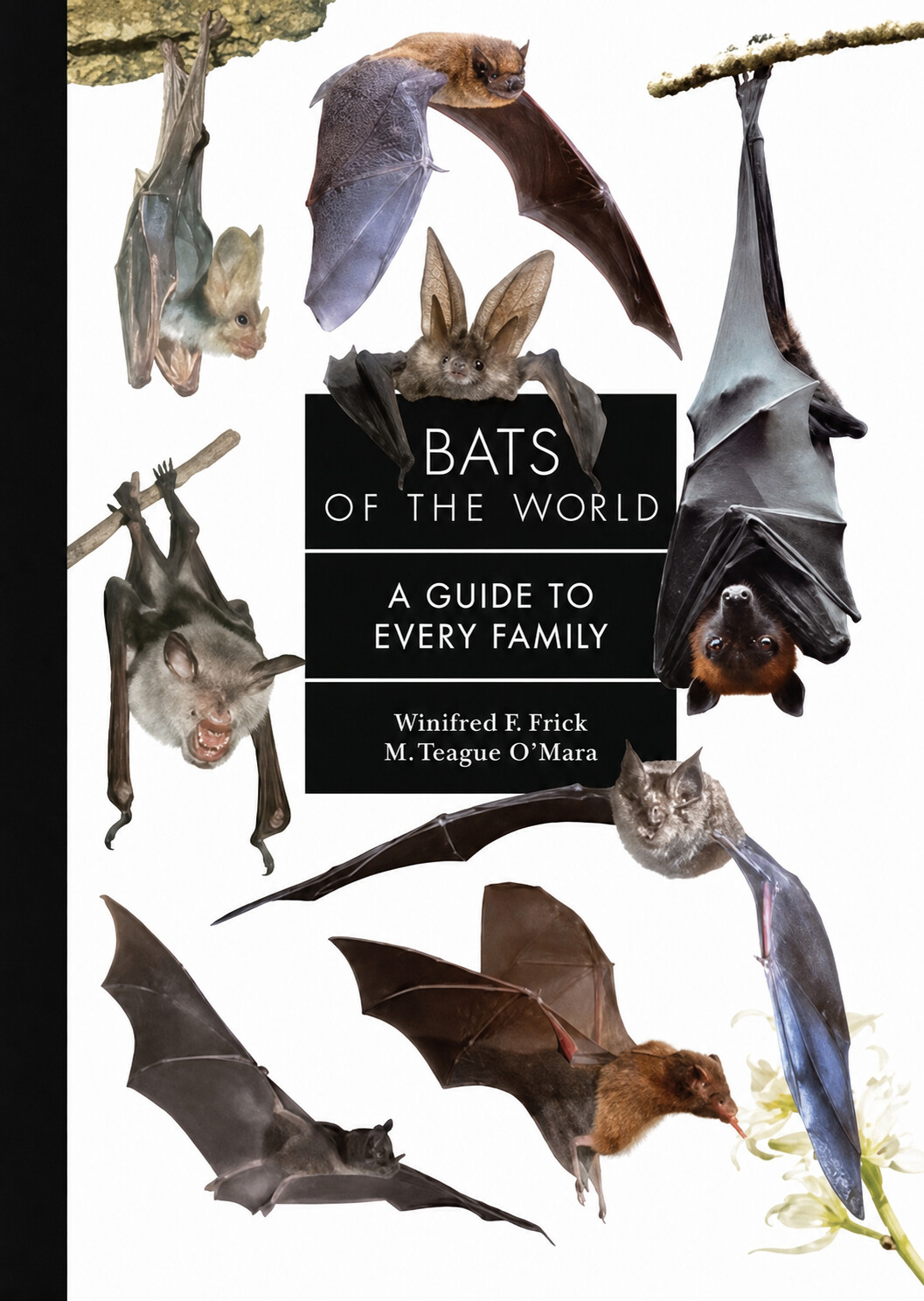 Bats of the World: A Guide to Every Family - Product Image