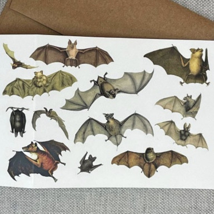 Chiroptera Individual Card