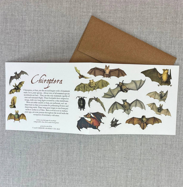 Chiroptera Individual Card