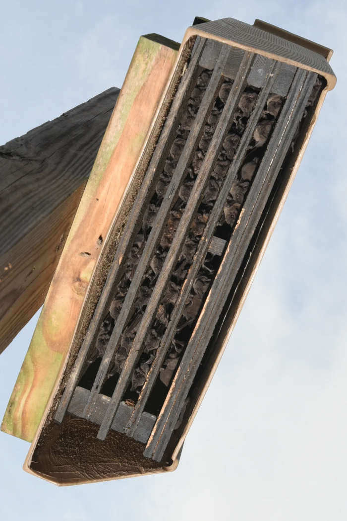 Colony Lodge 4 Chamber Bat House