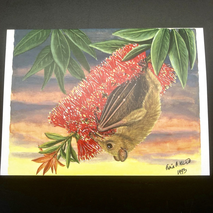 Fiona Reid Bat Art Note Cards New Releases