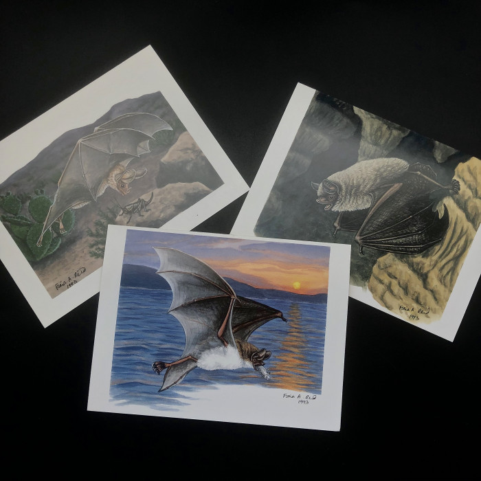Fiona Reid Bat Art Note Cards Original Set