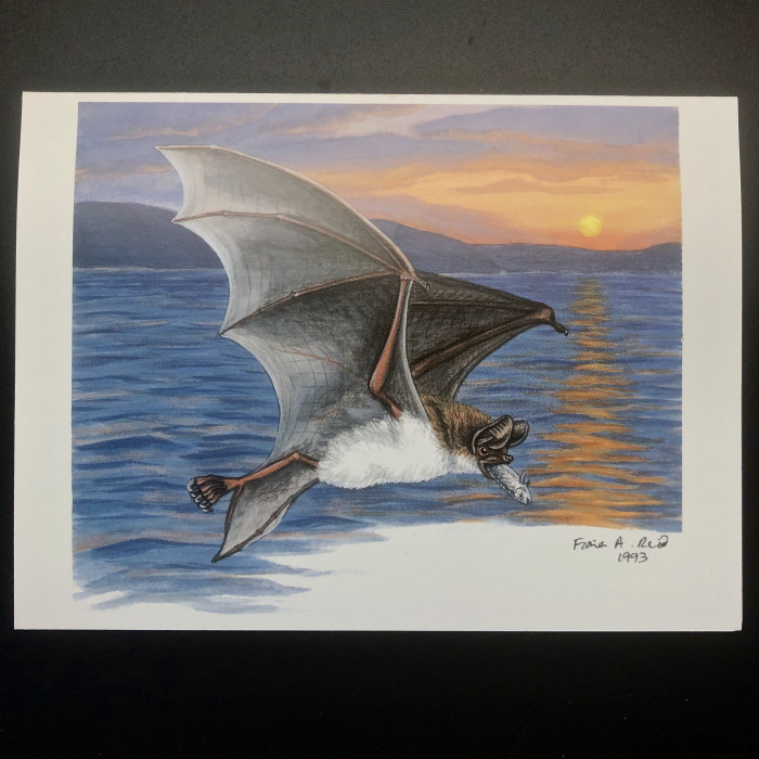 Fiona Reid Bat Art Note Cards Original Set