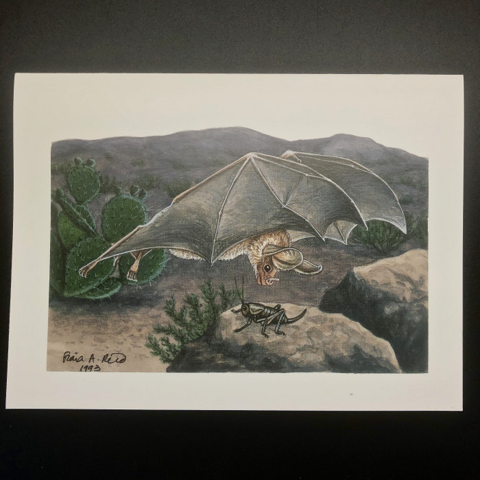 Fiona Reid Bat Art Note Cards Original Set
