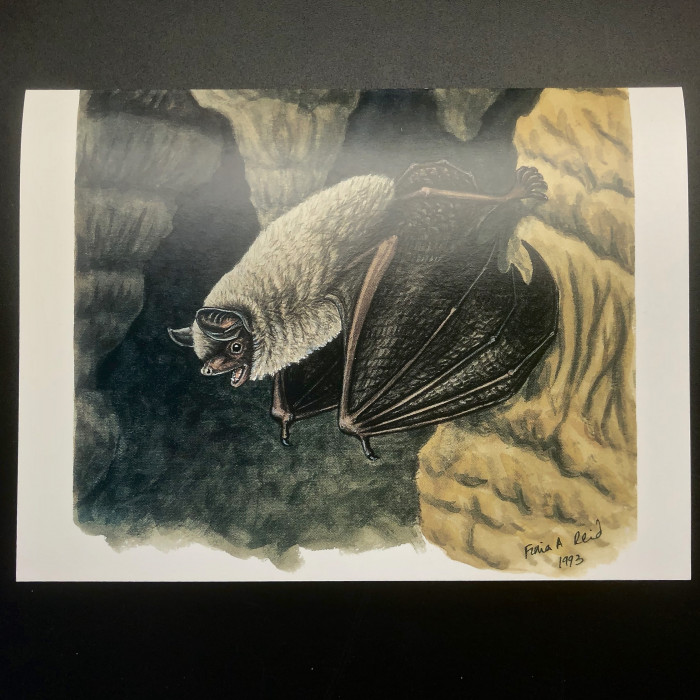Fiona Reid Bat Art Note Cards Original Set