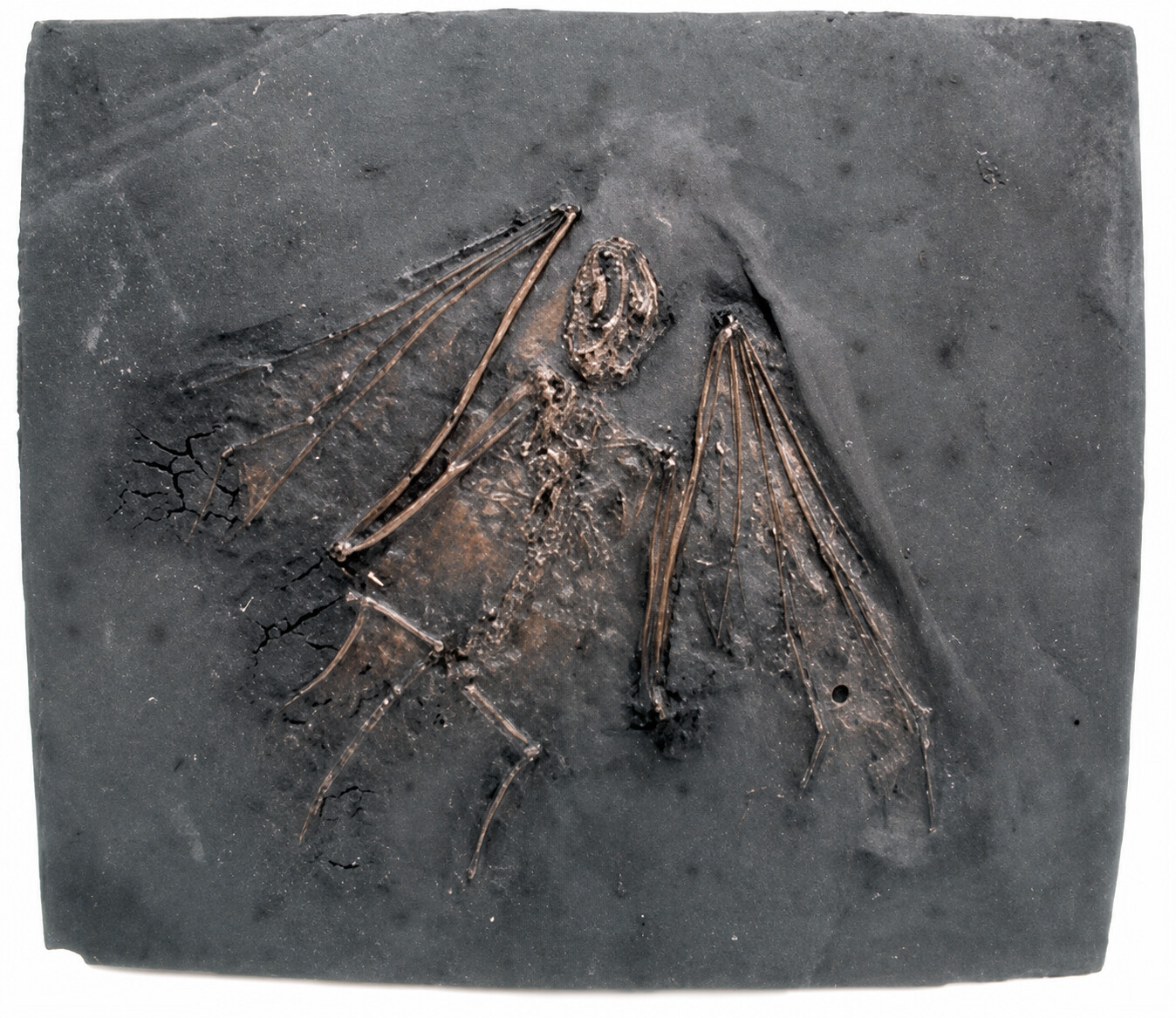 Fossil Bat Skeleton Casting - Paleochiropterix tupainodon, Messel bat, medium OUT OF STOCK Fossil Bat Skeleton Casting - Paleochiropterix tupainodon, Messel bat, medium OUT OF STOCK - Product Image