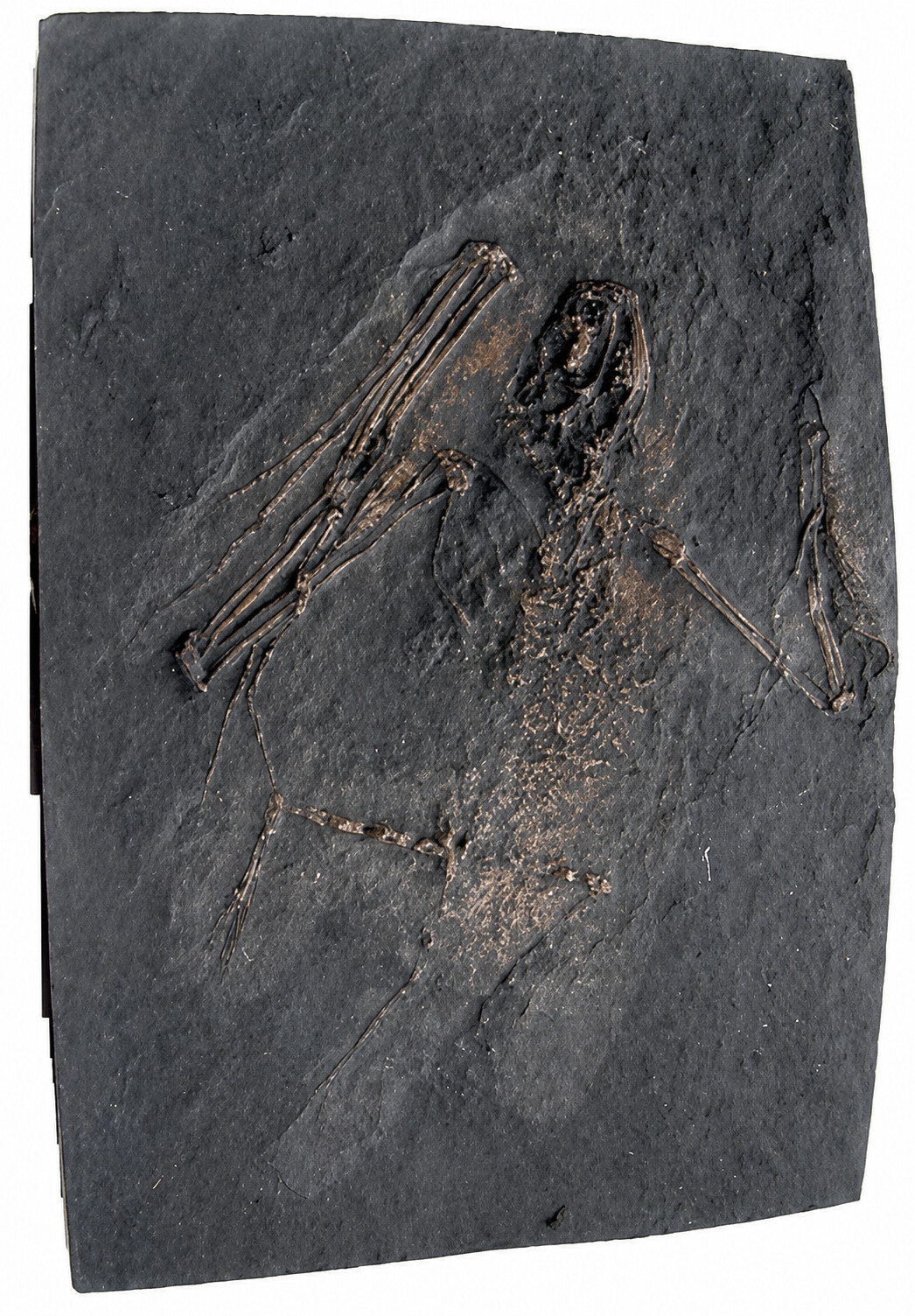Fossil Bat Skeleton Casting - Paleochiropterix tupainodon, Messel bat, small Fossil Bat Skeleton Casting - Paleochiropterix tupainodon, Messel bat, small - Product Image