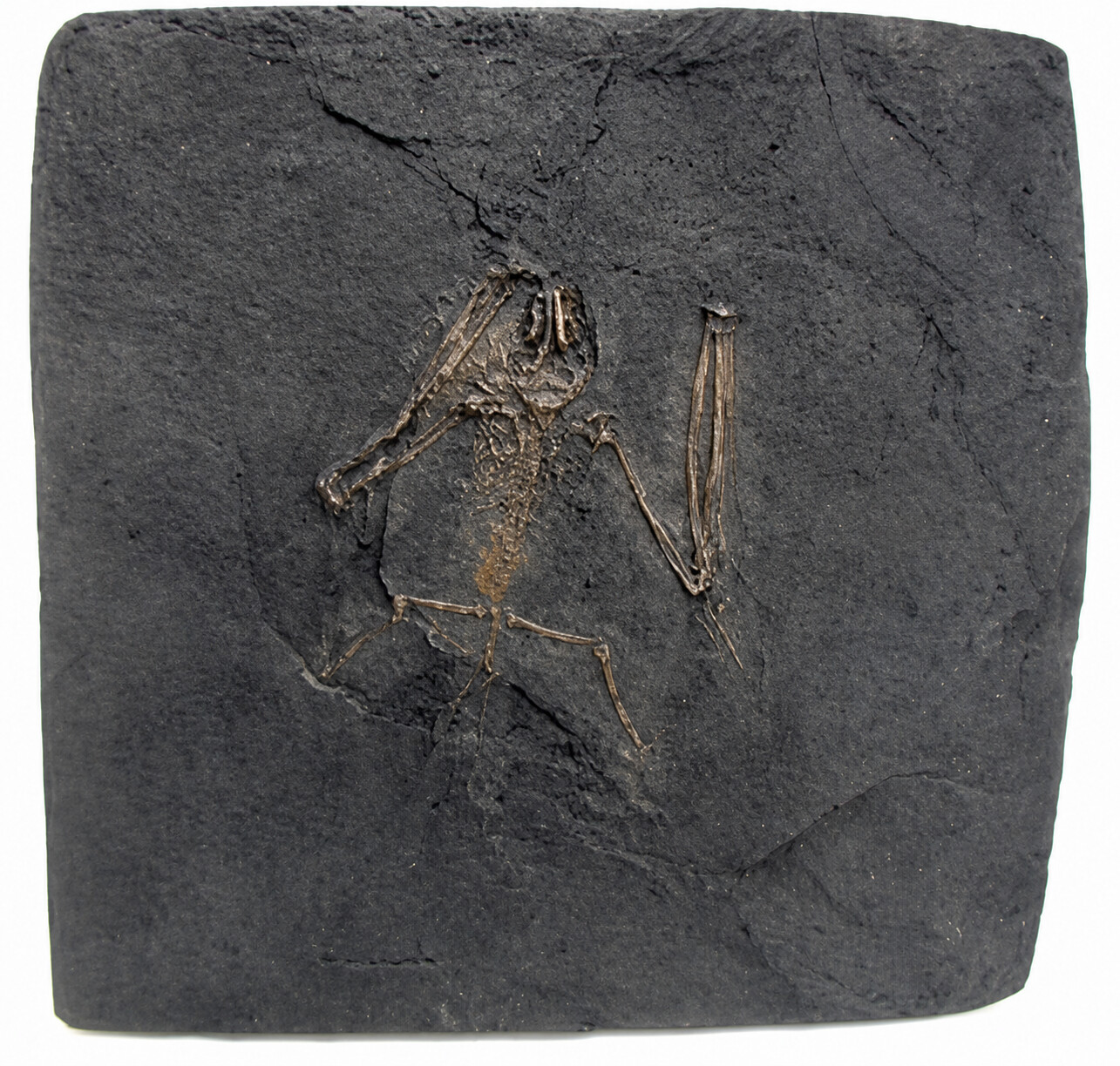 Fossil Bat Skeleton Casting - Paleochiropteryx spiegeli, Messel bat, large OUT OF STOCK Fossil Bat Skeleton Casting - Paleochiropteryx spiegeli, Messel bat, large OUT OF STOCK - Product Image