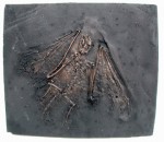 Fossil Reproductions