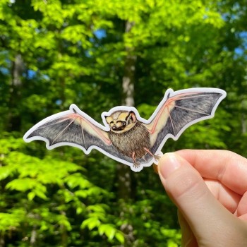Hoary Bat Weatherproof Vinyl Sticker - Product Image