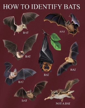 How To Identify Bats Shirt (short sleeve) - Product Image