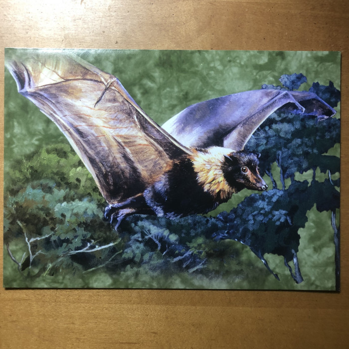 Jungle Bat 5"x7" Individual Notecard