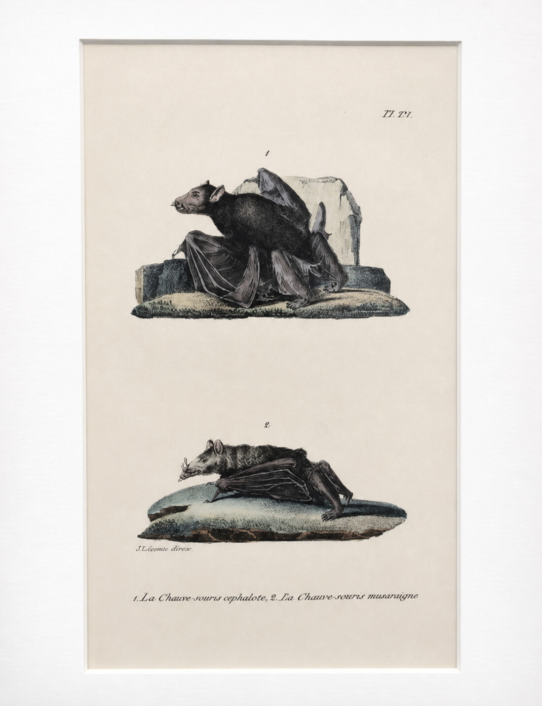 La/Chauve-souris cephalote, La Chauve-souris musaraigne (hand colored)