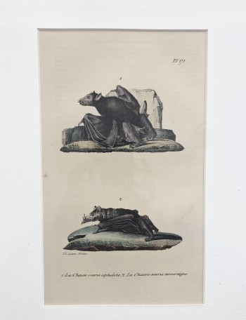 La/Chauve-souris cephalote, La Chauve-souris musaraigne (hand colored) - Product Image