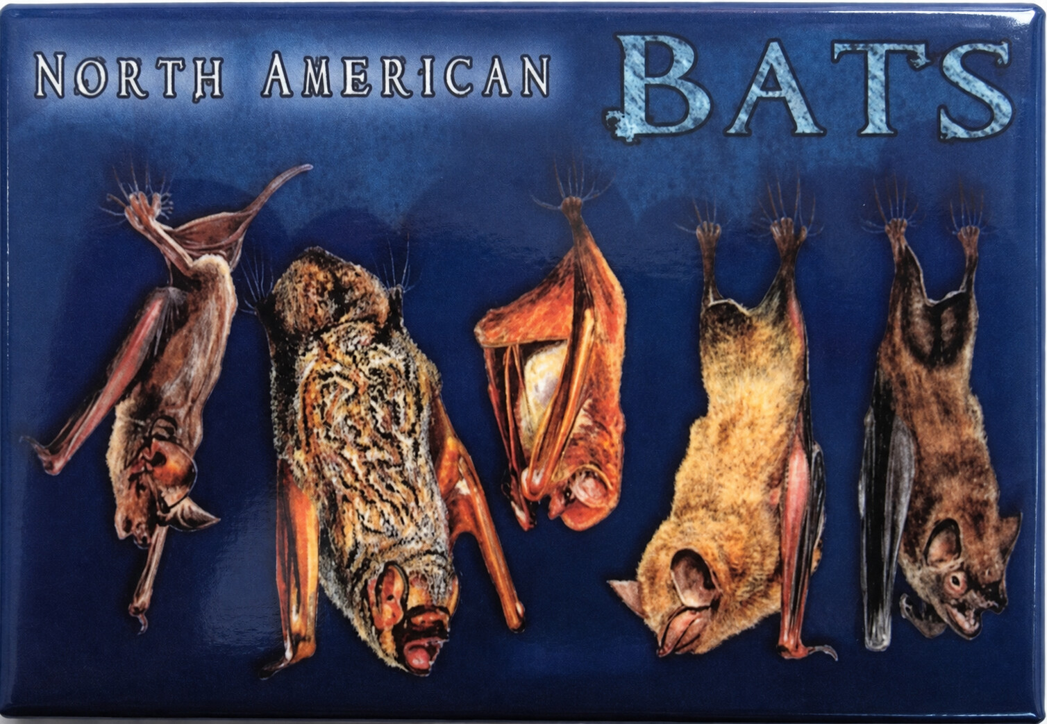 North American Bats Magnet