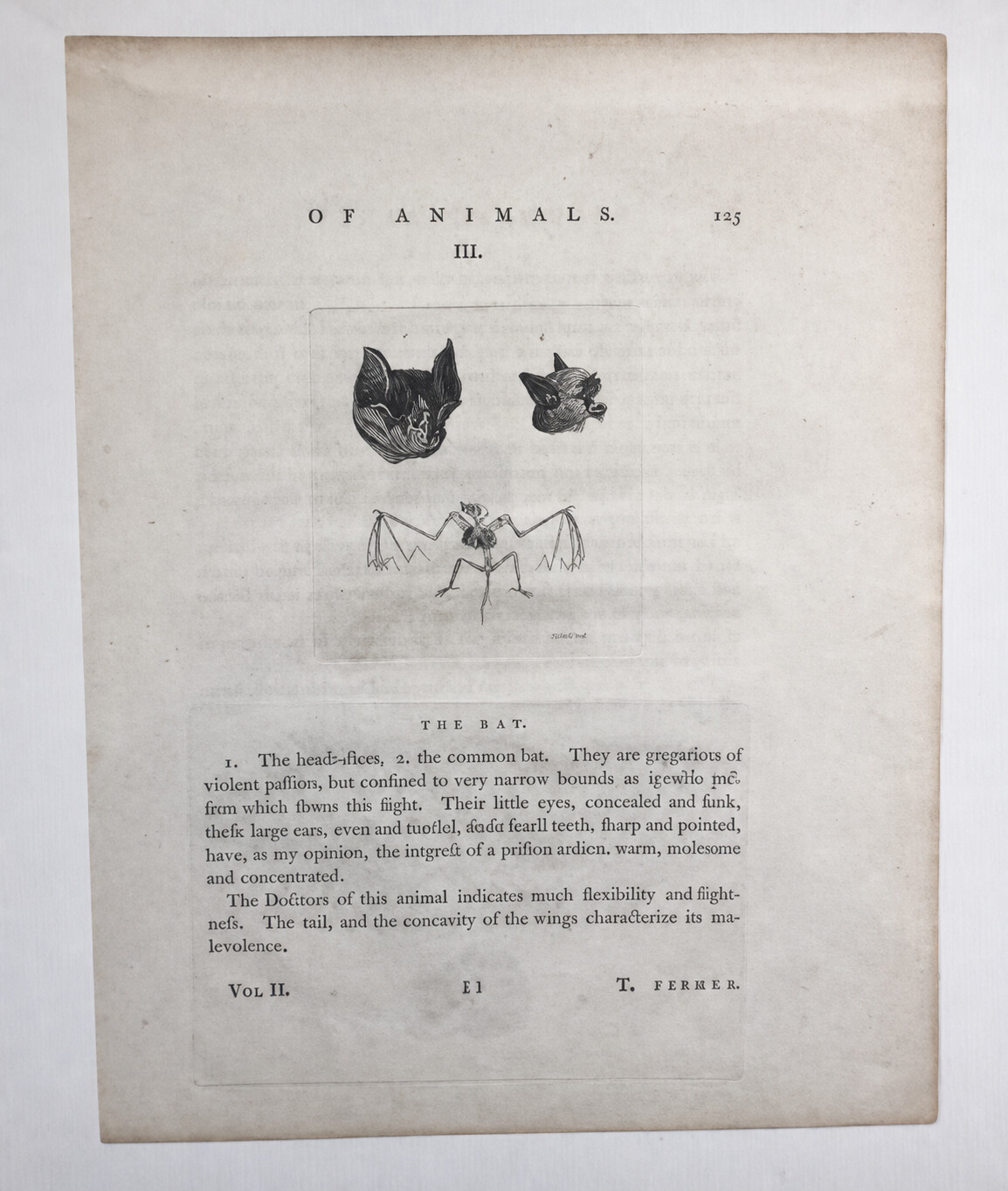 Of Animals, The Bat circa 1750