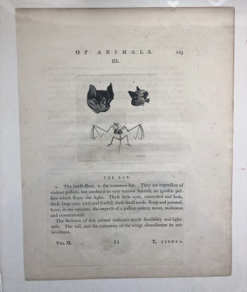 Of Animals, The Bat circa 1750 - Product Image
