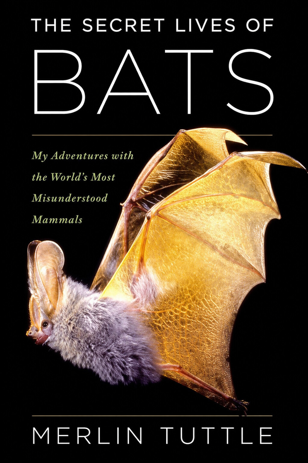 The Secret Lives of Bats 
