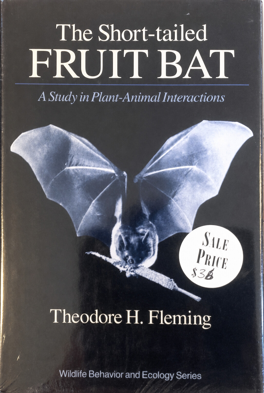 The Short-tailed Fruit Bat