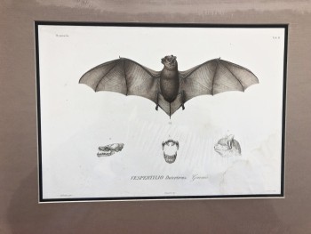 after Charles Borromee, in d'Urville Voyage to the South Pole, 1841-54 - Product Image